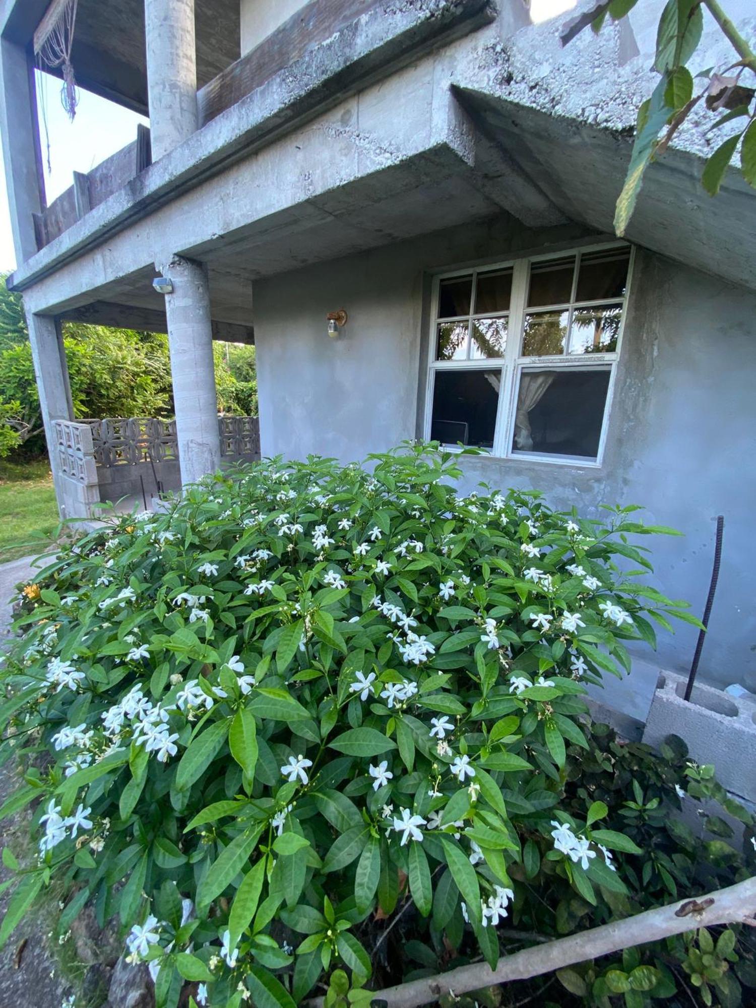 Coconut House Charlestown Nevis Lägenhet Exteriör bild